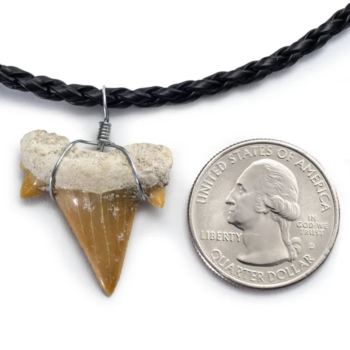 Authentic Fossil Shark Tooth Necklace Alexander Kalifano Necklaces